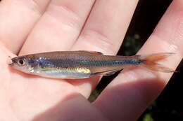 Image of Cherryfin Shiner