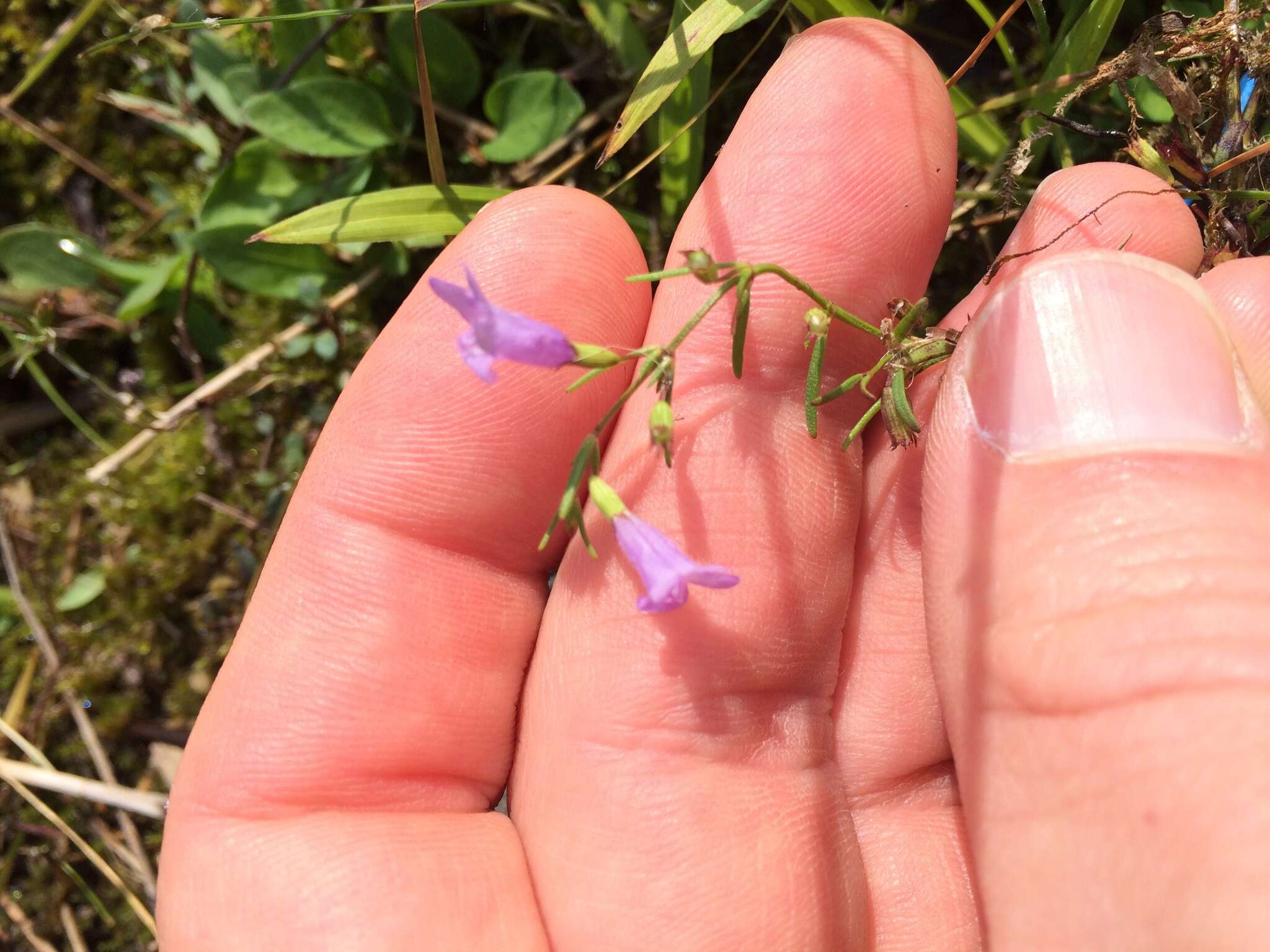 Image of smallflower false foxglove