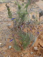 Слика од Lobelia chamaepitys var. chamaepitys