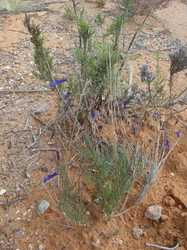 Lobelia chamaepitys var. chamaepitys resmi