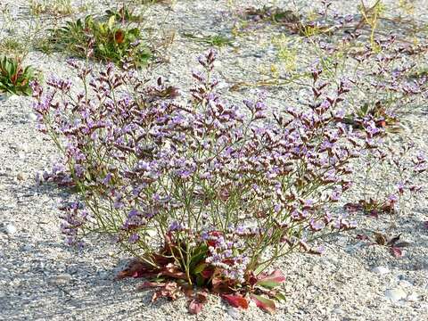 Sivun Limonium binervosum (G. E. Sm.) Salmon kuva