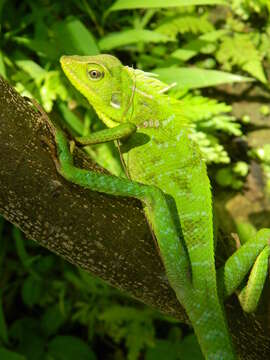 Image of great crested canopy lizard