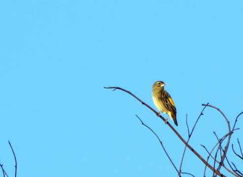 Image of Yellow Bishop