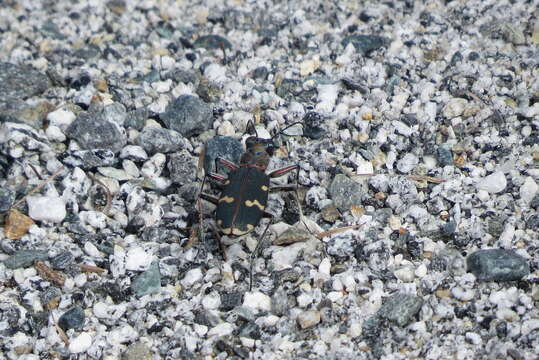 Image of Cicindela (Cicindela) hybrida transversalis Dejean 1822