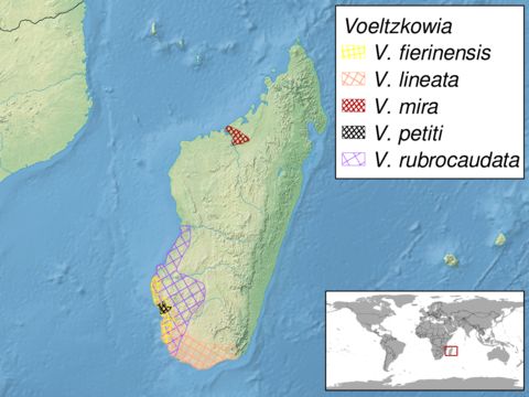<span class="translation_missing" title="translation missing: en.medium.untitled.map_image_of, page_name: Voeltzkowia">Map Image Of</span>
