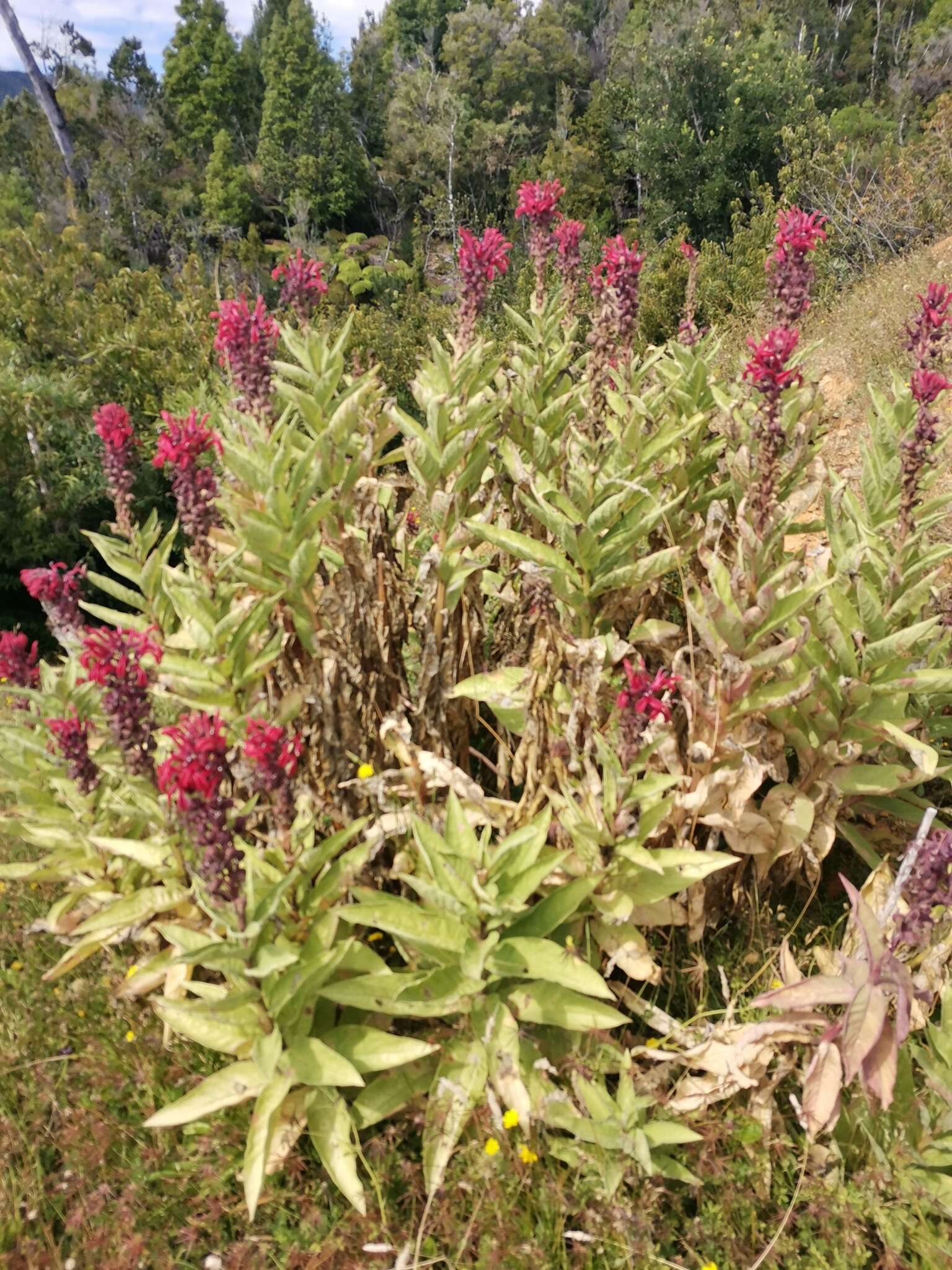 Plancia ëd Lobelia tupa L.