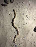 Image of Arabian Sand Boa