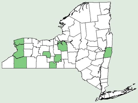 <span class="translation_missing" title="translation missing: en.medium.untitled.map_image_of, page_name: American-Bellflower">Map Image Of</span>