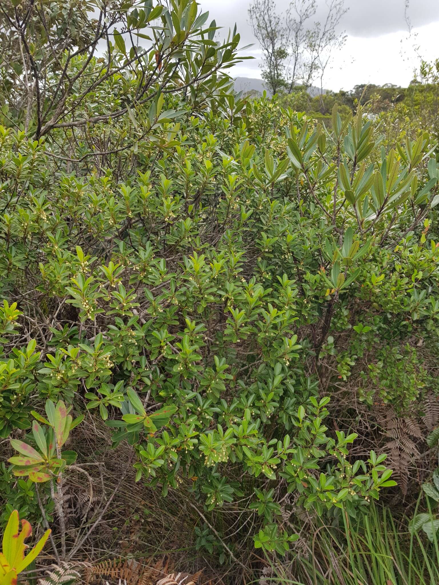 Image of Elaeocarpus alaternoides Brongn. & Gris