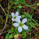 Image of Parnassia nubicola Wall.