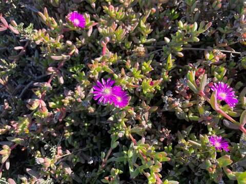 Image of Delosperma peersii Lavis