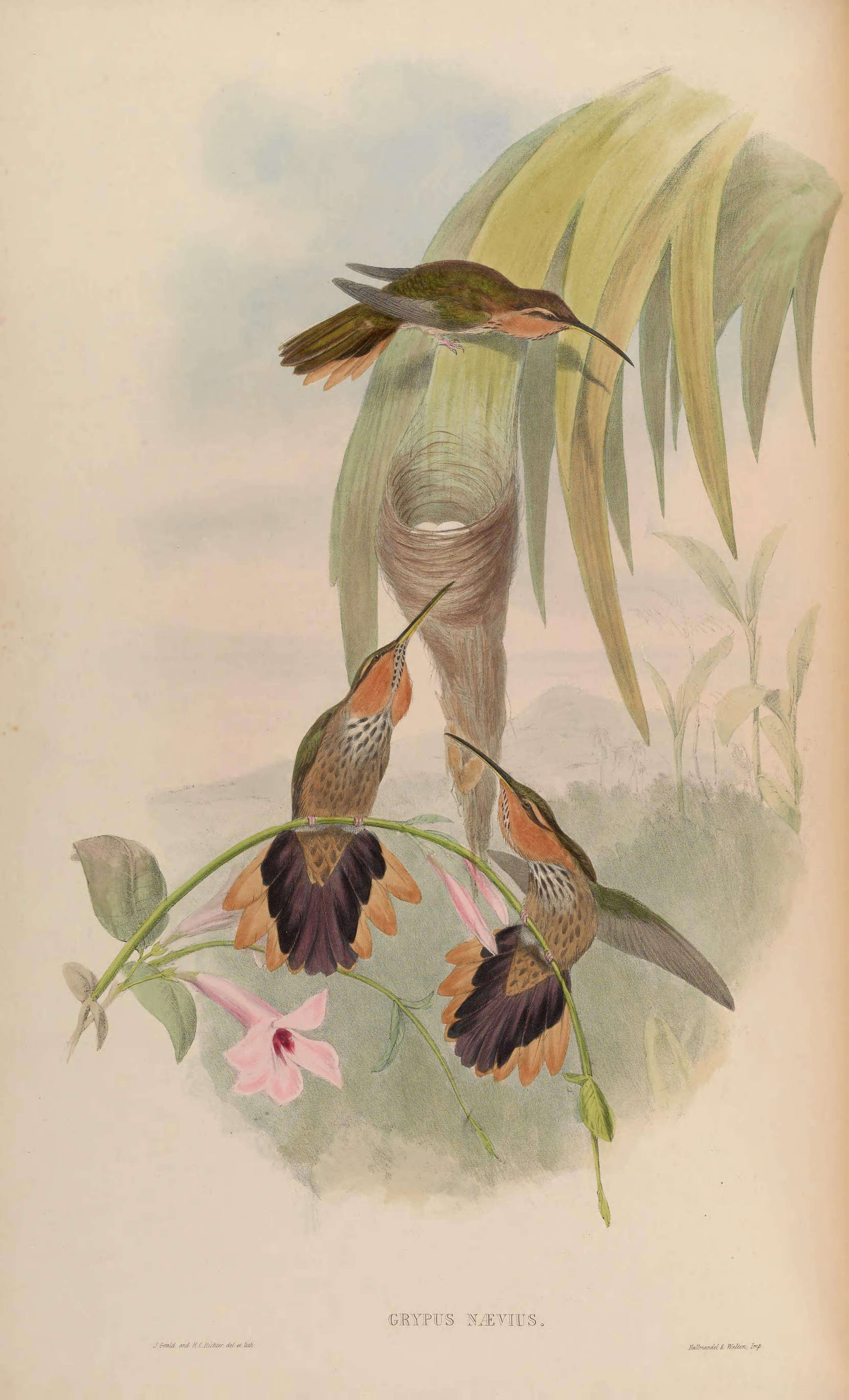 Image of Hook-billed hermit (hummingbird)