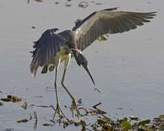 Image de Aigrette tricolore