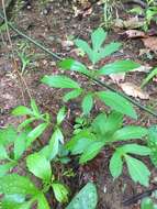 Image of <i>Rudbeckia <i>laciniata</i></i> var. laciniata