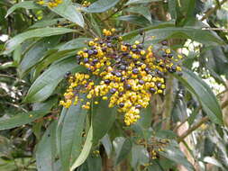 Plancia ëd Miconia longifolia (Aubl.) DC.