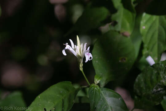 Image of Justicia urophylla (Lindau) D. N. Gibson