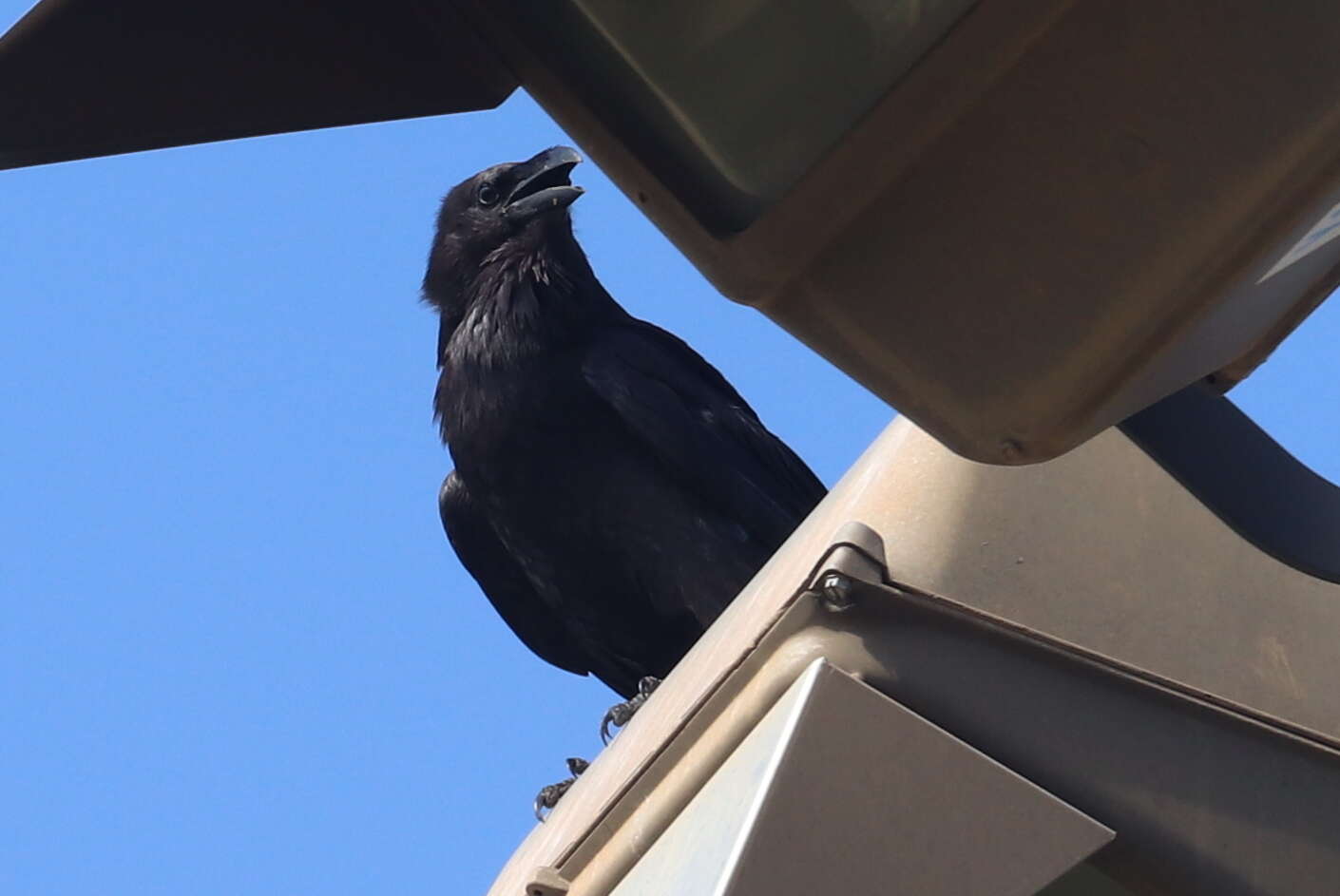 Image of Chihuahuan Raven