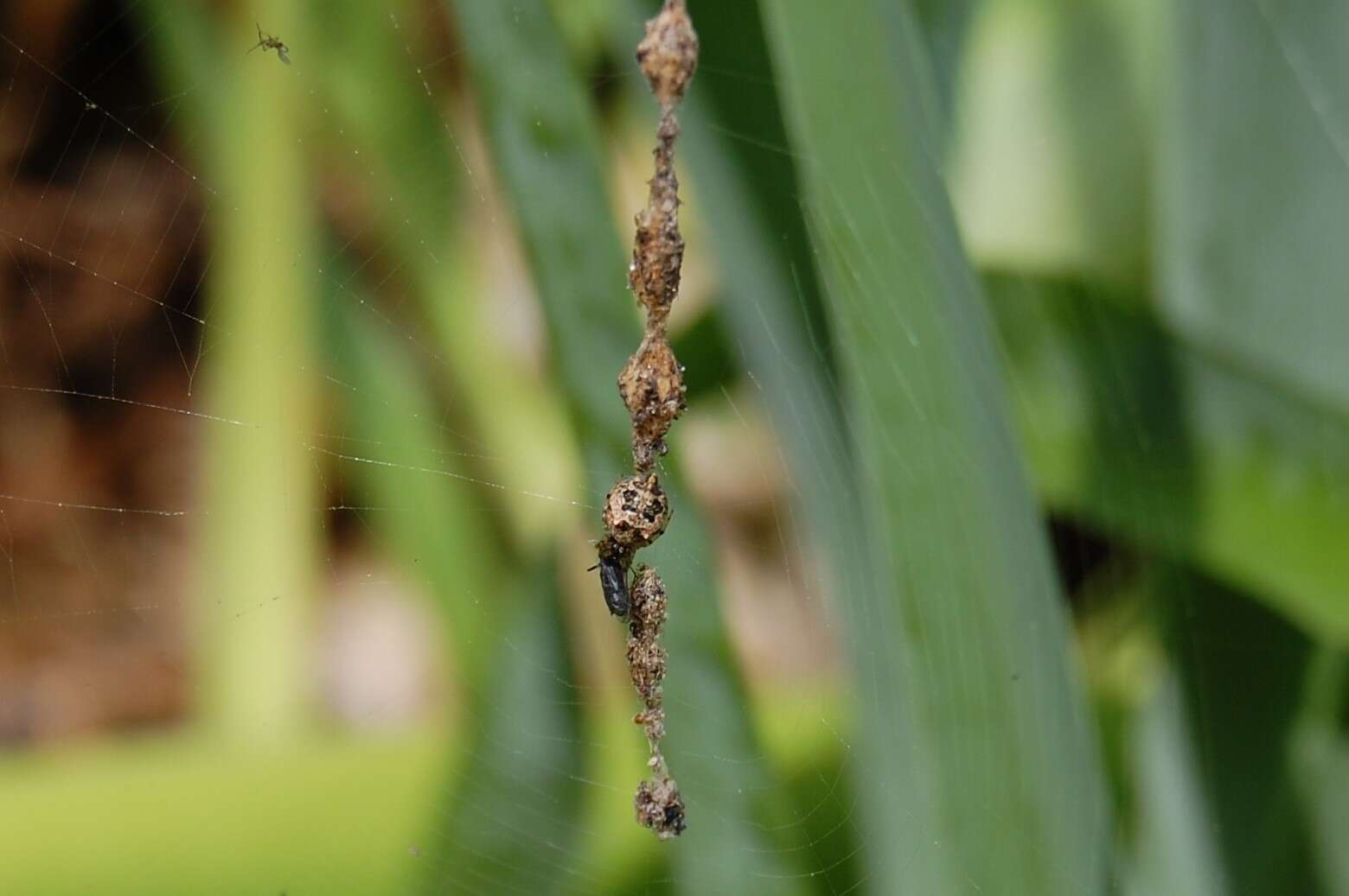 Image of Trashline orbweaver