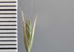 Image of flattened oatgrass