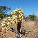 صورة Aspidosperma macrocarpon Mart.