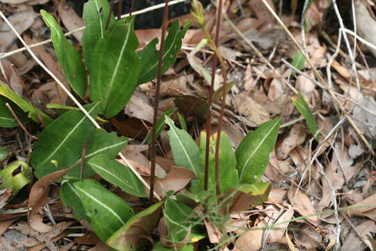 Image of Slipper orchid