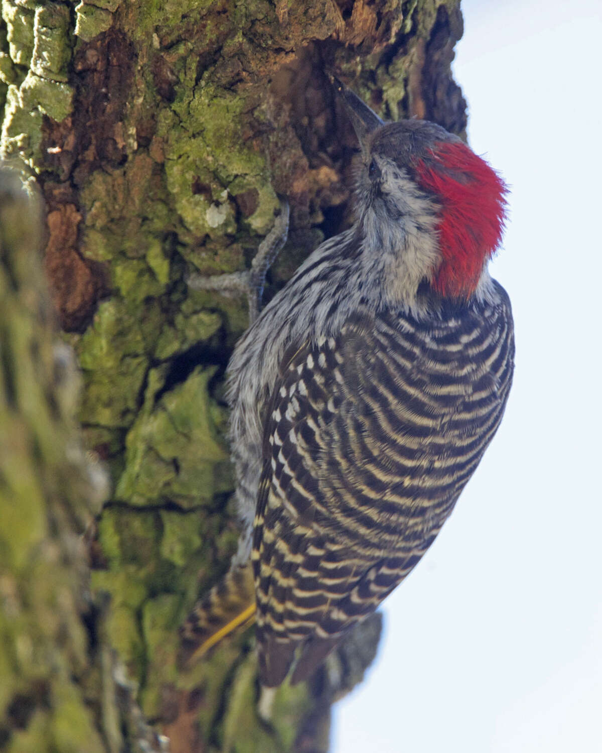 Plancia ëd Dendropicos Malherbe 1849