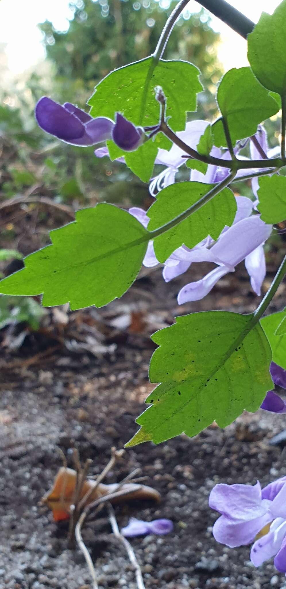 Image de Plectranthus saccatus Benth.