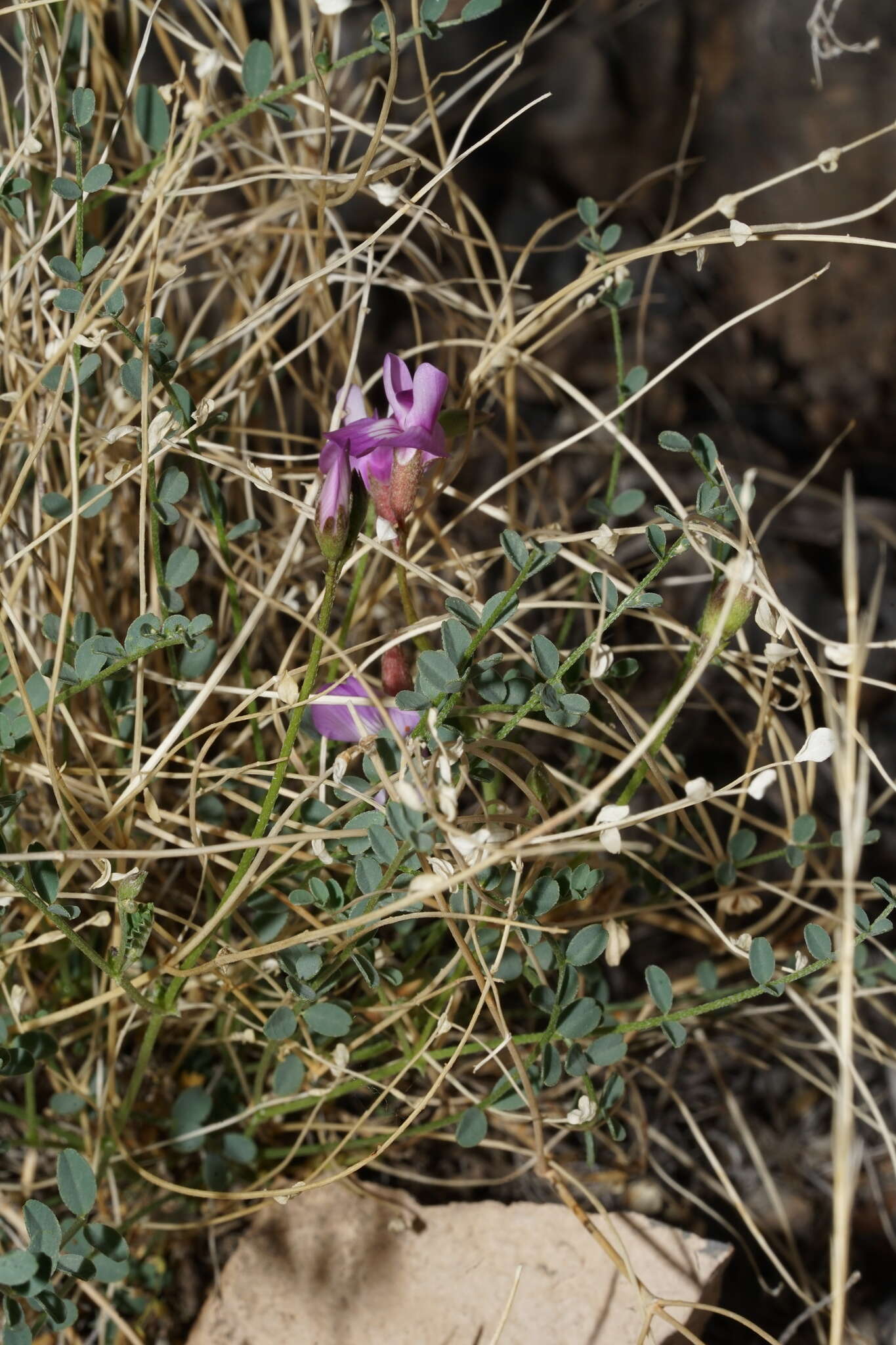 Image of Ackerman's milkvetch