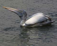 صورة Pelecanus philippensis Gmelin & JF 1789