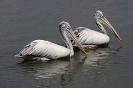 صورة Pelecanus philippensis Gmelin & JF 1789