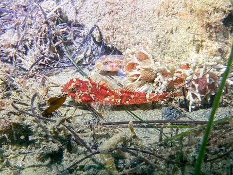 Image of Pit-head sculpin