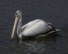 Image of Grey Pelican