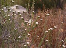 Image of Phylica stenantha Pillans