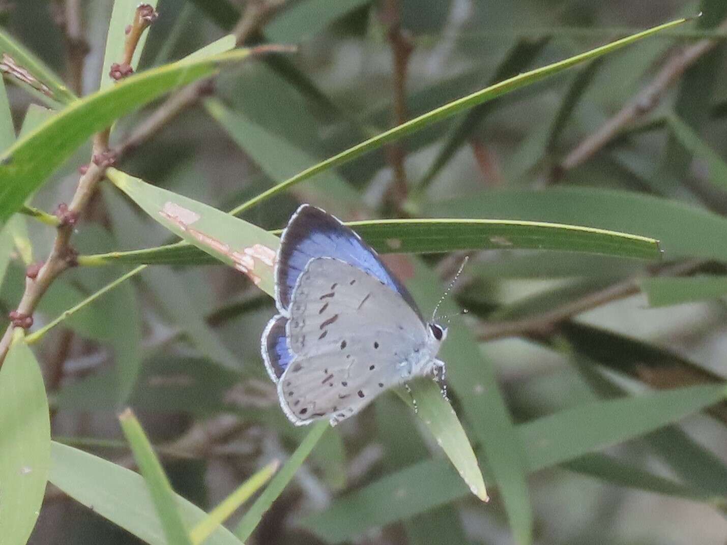 Image of Acytolepis puspa myla (Fruhstorfer 1909)