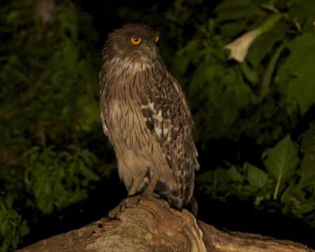 Image of Brown Fish Owl