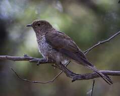 Image of Fan-tailed Cuckoo