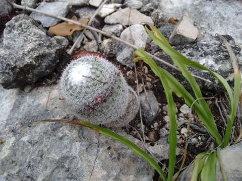 Image of Mammillaria albilanata subsp. tegelbergiana (G. E. Linds.) D. R. Hunt