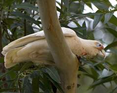 Image of Long-billed Corella