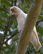 Image of Long-billed Corella