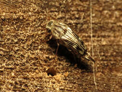 Image de Tomoxia lineella Le Conte 1862