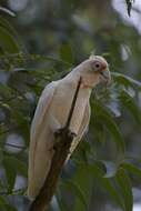 Image of Long-billed Corella