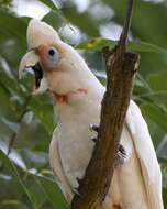 Image of Long-billed Corella