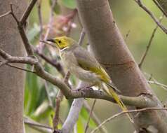 Image of White-plumed Honeyeater