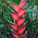 Plancia ëd Heliconia bihai (L.) L.