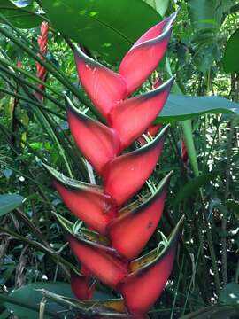 Image de Heliconia bihai (L.) L.