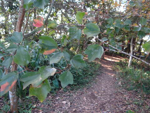 Imagem de Acer buergerianum var. formosanum (Hayata) Sasaki