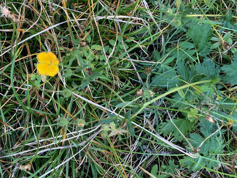 Image of Drummond's cinquefoil