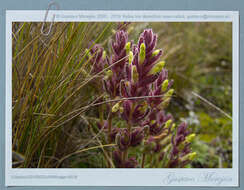 Image of Neobartsia laticrenata (Benth.) Uribe-Convers & Tank