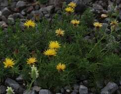 Image of Centaurea rupestris L.