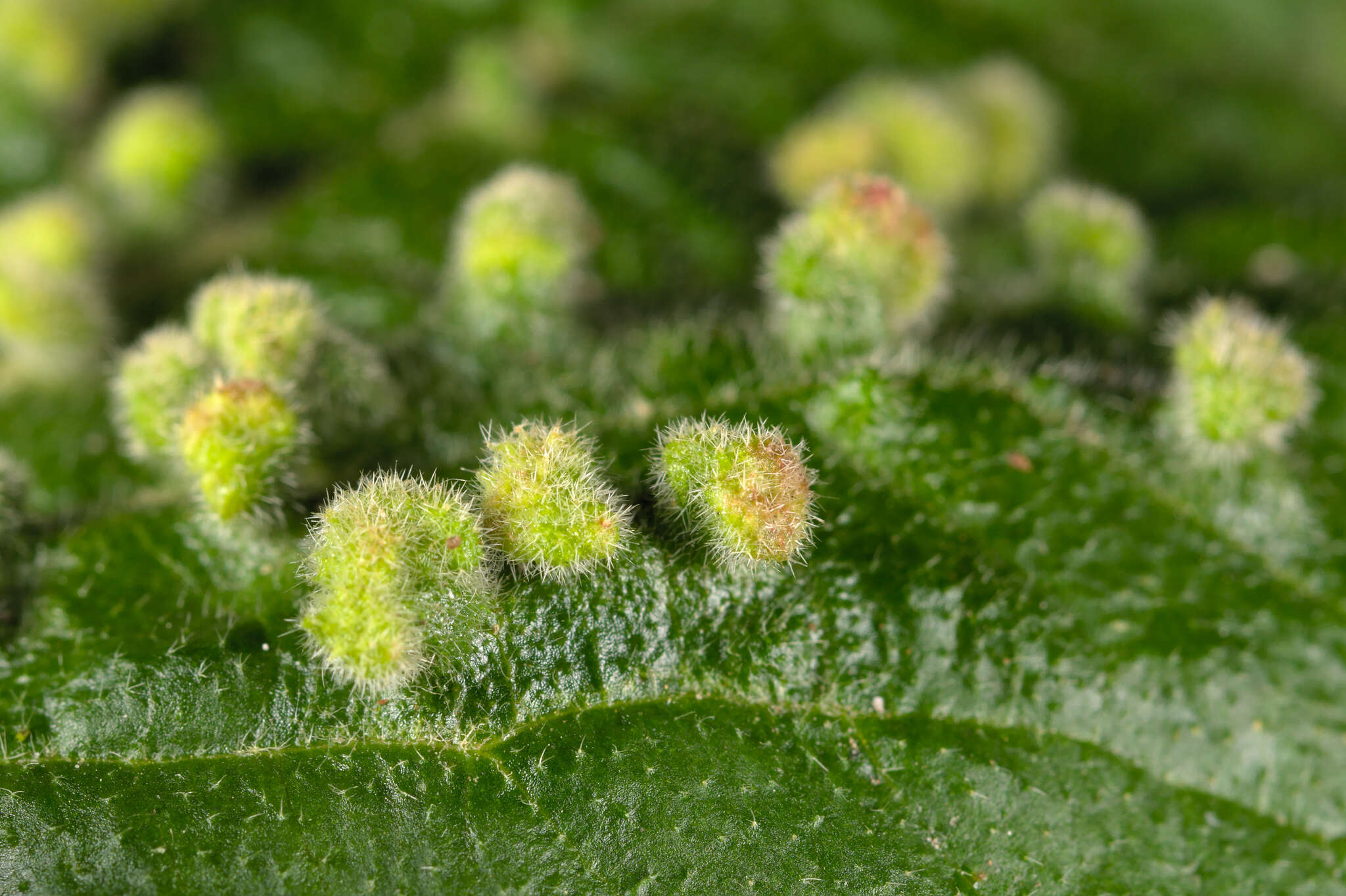 Image de Eriophyes